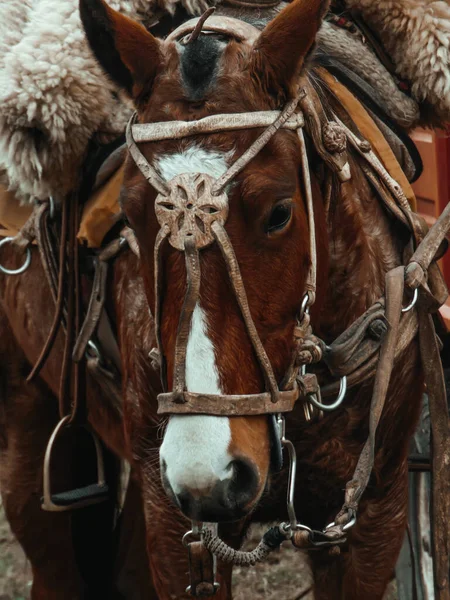 脆弱な状態の競争馬 — ストック写真