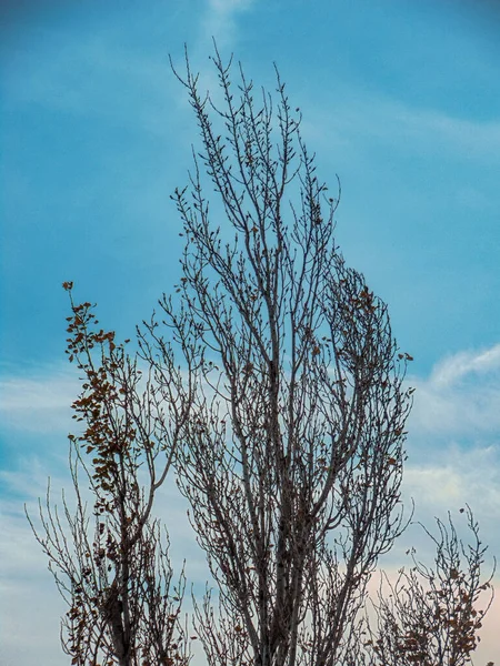 Kuru sonbahar ağacı gün batımında bulutlarla