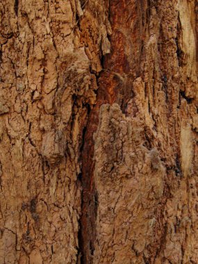 Sonbahar kuru ağaç dokusu N2