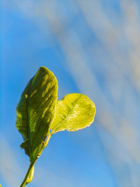 Açık gökyüzünde odaklanmış kuru ağaç arkaplanı olan limon yaprakları