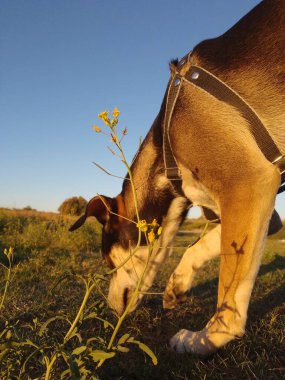 Köpek gün batımında çiçeklerle açık araziyi kokluyor.