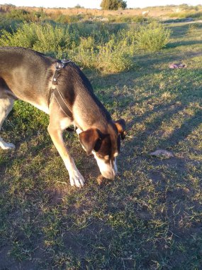 Köpek gün batımında çiçeklerle açık araziyi kokluyor.