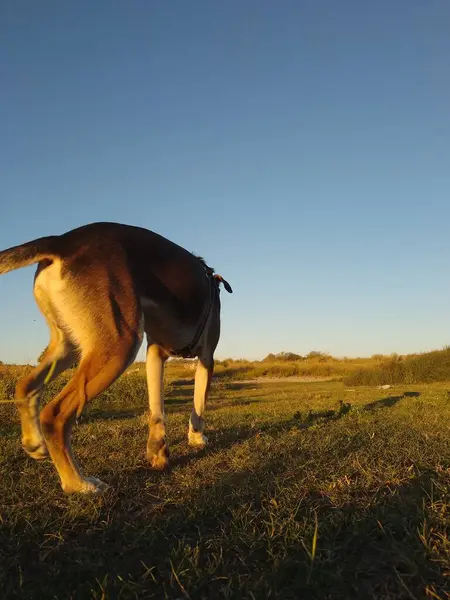 Pies Węszy Otwartym Polu Kwiatami Zachodzie Słońca — Zdjęcie stockowe