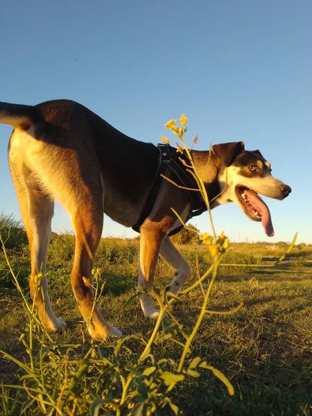 Dog sniffing in open field with flowers at sunset