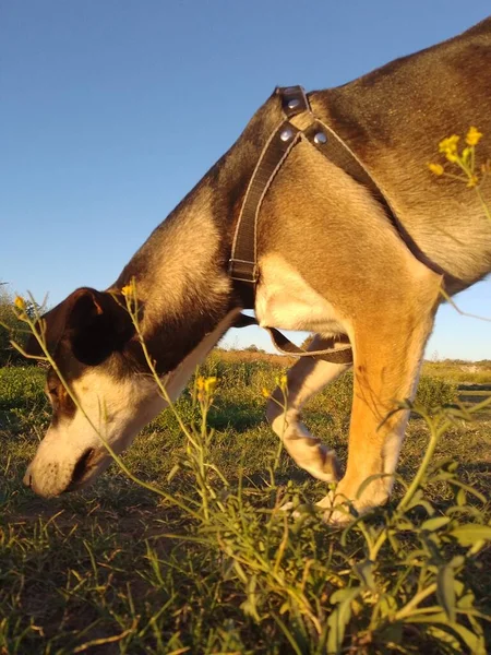 Pies Węszy Otwartym Polu Kwiatami Zachodzie Słońca — Zdjęcie stockowe