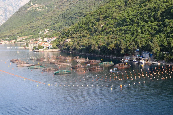 Fiskodling Kotorbukten Montenegro — Stockfoto