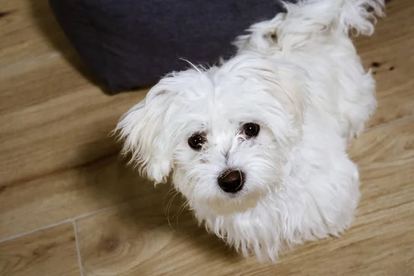 Maltese Dog Puppy Sitting Floor Watching Camera — Stock Photo, Image
