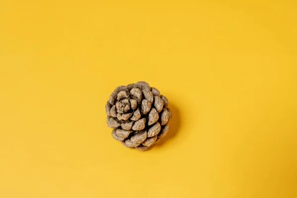 stock image small dried pineapple on plain yellow background