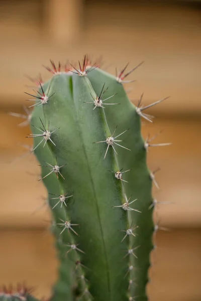 Close Van Cereus Cactus Met Zijn Onaangenaam Scherpe Prikken — Stockfoto