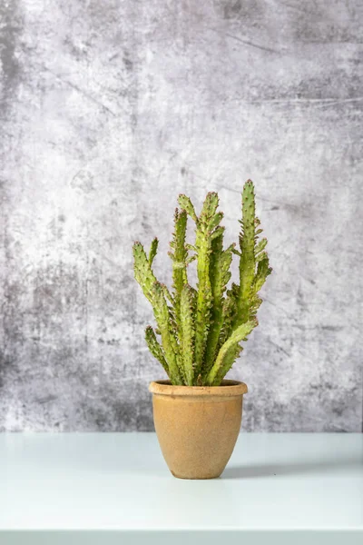 Растение Opuntia Microdasys Терракотовом Горшке Черном Фоне — стоковое фото