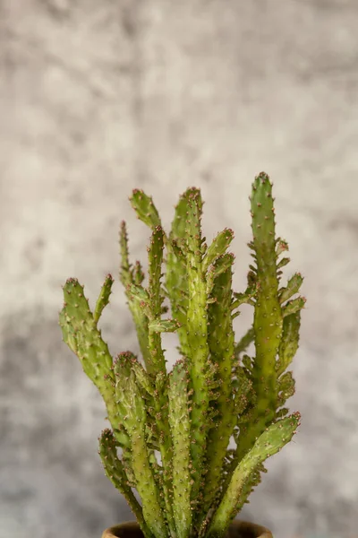Ветви Растения Opuntia Microdasys Терракотовом Горшке Сером Фоне — стоковое фото