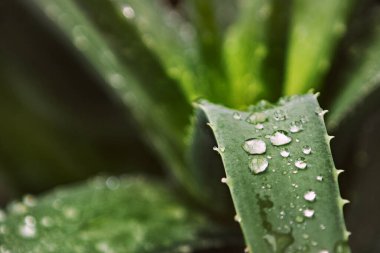Yüzeyinde çiy damlaları olan birkaç aloe yaprağı ve kenarlarında küçük sivri uçlar var.