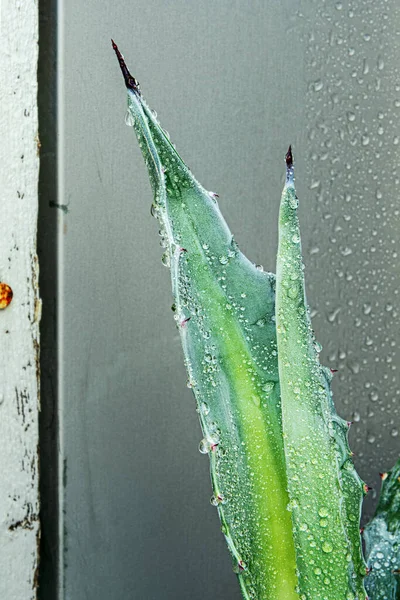 a branch of aloe with water drops on its shiny green surface with sharp tips and a gray metallic background