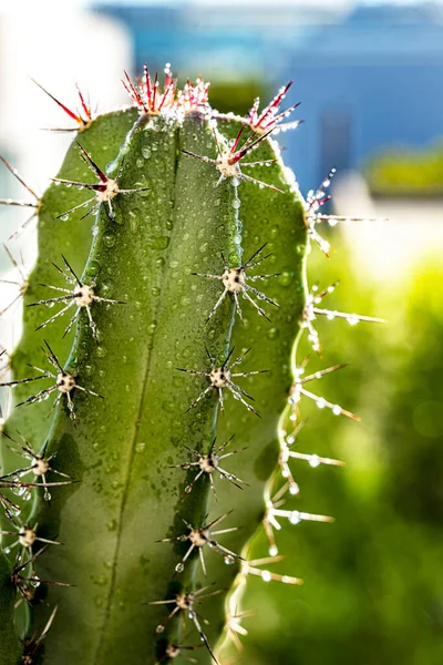 Gran Tronco Verde Cactus Cereus Lleno Espigas Afiladas Incómodas Con — Foto de Stock