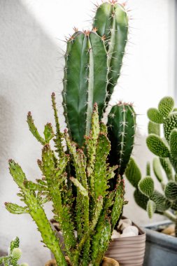 Bir terasta güneşlenen Opuntia sandıkları, mikrodasyler ve mısır gevreği kaktüsleri.