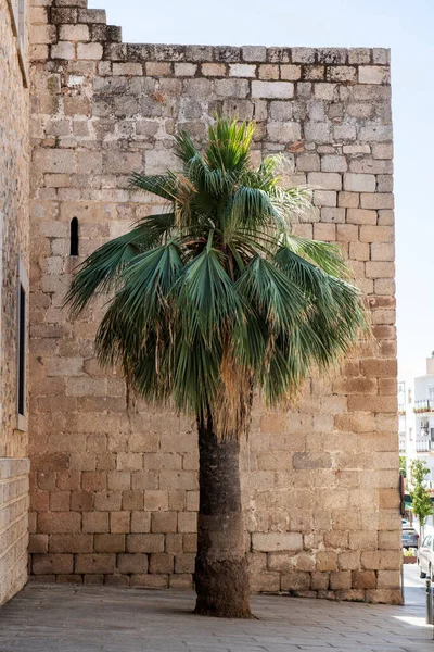 A palm tree in the shadow of the wall of the Alcazar de Merida in Badajoz, Extremadura, Spain