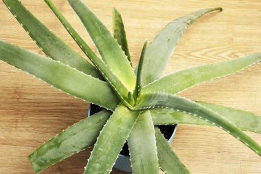 Aloes are frequently grown as ornamentals both in gardens and in pots, for their attractiveness and toughness