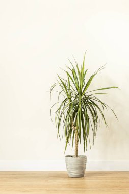 Indoor decorative dracaena with gray pot in a room with light colored wall and oak wood flooring
