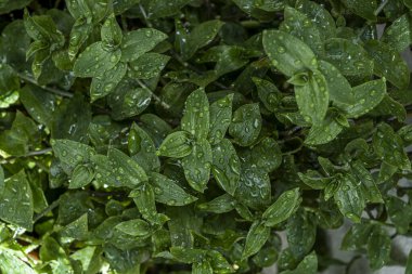 Crowd of green leaves of creeper full of drops of water from irrigation