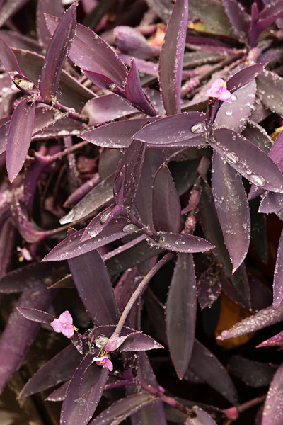 Some pretty purple leaves of tradescantia pallida with dew drops and their little pink flowers