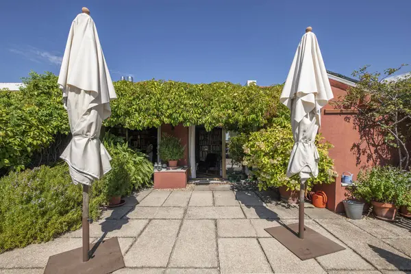 Rooftop terrace of a building with twin folded umbrellas, concrete floors and vines all over the house