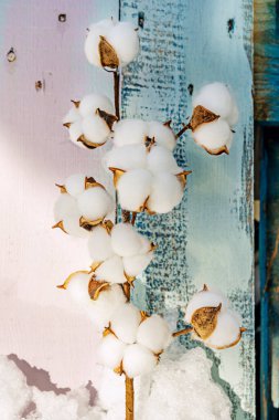 A generous tapa of Galician tetilla cheese sliced with slices of village bread