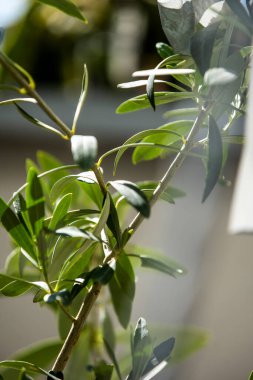 Green olive branches in the morning sun