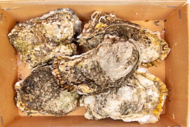 Oysters can be caught at the bottom of mares by taking them from their bedding. In shallow water they are caught by hand or with small rakes