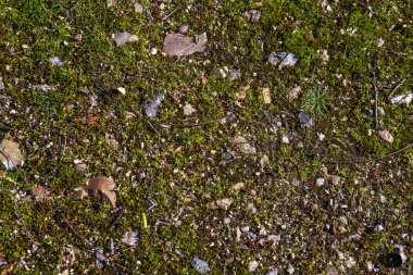 Soil with earth with verdin and stones of all kinds. background textures, grass, rocks