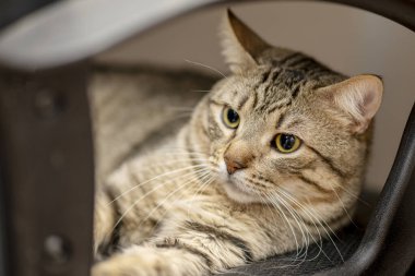 A pretty striped cat lying on a swivel black chair