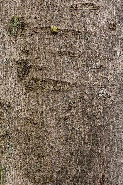 wood from a tree trunk with some deep marks in the bark and verdigris. Vector wood texture background
