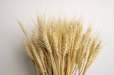 A bouquet of ears of dry wheat on a white background