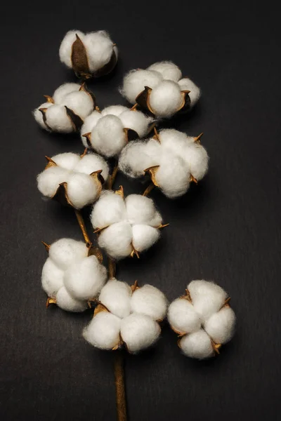 Cotton branch with several open buds on a black surface