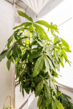 Leaves of a leafy pachira aquatica on the terrace of a penthouse apartment