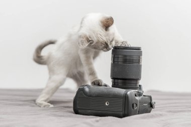 A playful kitten exploring a digital photo camera with a heavy vintage lens