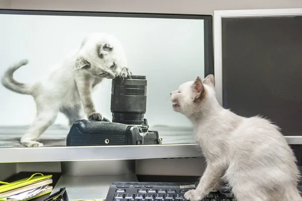 A little kitten amazed to see her image on a pc screen