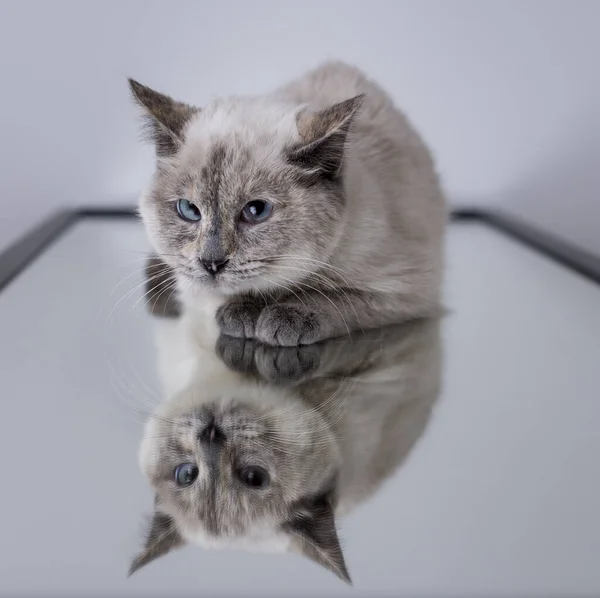 Ein Süßes Kätzchen Schnurrt Über Einen Spiegel Der Sein Bild — Stockfoto