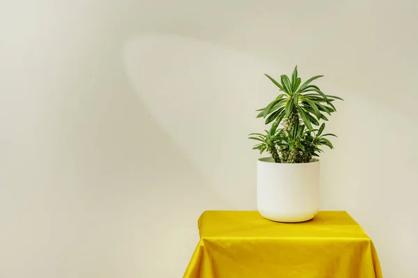 White Flower Pot Spiked Palm Tree Surface Yellow Satin Fabric — Stock Photo, Image