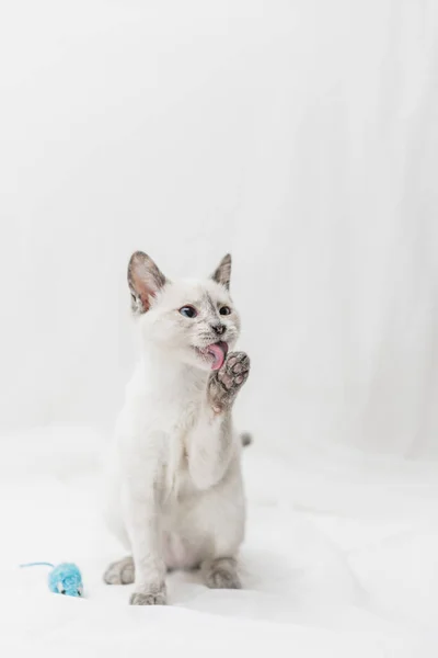 고양이는 핥으면서 행복해 장난감 — 스톡 사진