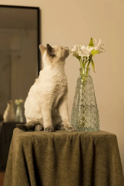 stock image The kitten sniffing forbidden flowers in a cut glass vase