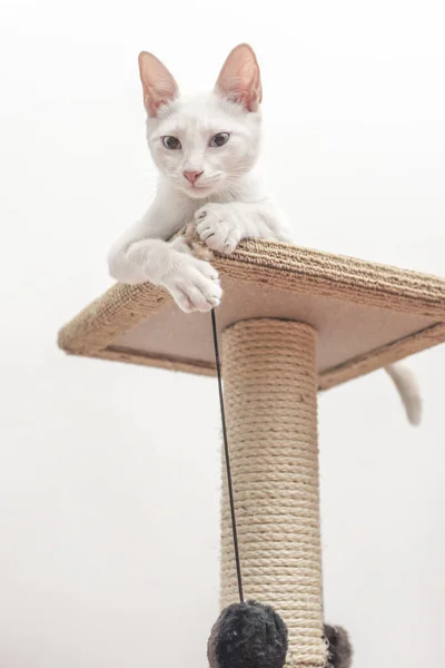 The white cat with paws on his furniture rope toy with a fluffy ball
