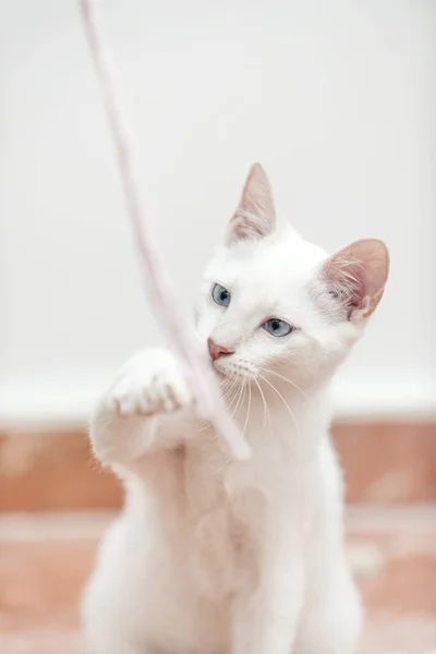Witte Kat Met Klauwen Links Rechts — Stockfoto