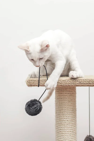 Witte Kat Met Poten Zijn Meubels Touw Speelgoed Met Een — Stockfoto