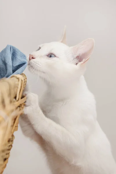 Witte Kat Met Poten Die Nieuwsgierig Rondsnuffelt — Stockfoto