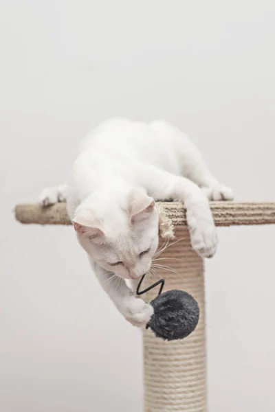 Witte Kat Concentreert Zich Zijn Zwarte Pluche Balspel — Stockfoto
