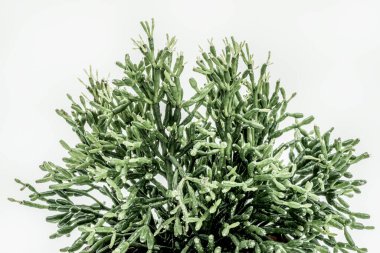 Beyaz arka planda sulu bir bitkinin ince yeşil dalları