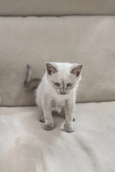 Weinig Nieuw Aangekomen Kitten Een Stof Bank — Stockfoto