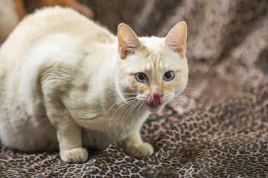 Büyük beyaz bir kedi, mavi gözlü, dudaklarını tekir kumaş zeminde yalıyor.