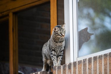 Büyük çizgili kedi bir pencerenin kenarına yaslanmış geçenleri seyrediyor.