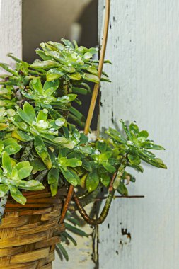 Tahta ve kamışlı sulu bahçe bitkilerinin yakın plan görüntüsü tebeşirle boyanmış ahşap bir yüzeye çiğ damlalarıyla ıslanmış tencereler asılı.